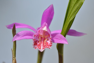 Pleione.JPG