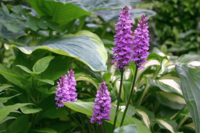 Dactylorhiza_maculata_5.JPG