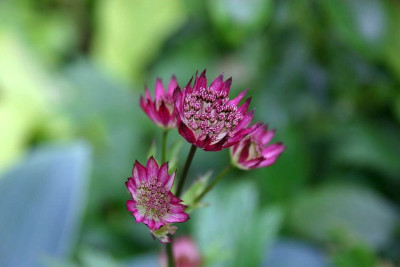 Astrantia_major_evtl._Claret.JPG