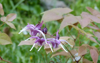 2016-05-08 Epimedium 'Queen Esta'.jpg