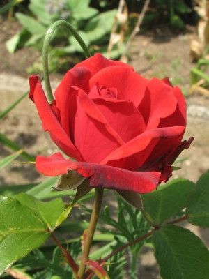 rose1a.JPG