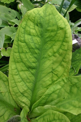 Lysichiton_Ivory_Giant_7.JPG