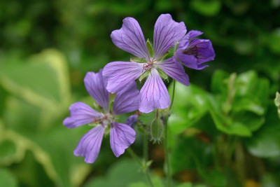 Geranium_renardii_Phillip_Vapelle.JPG