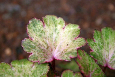 Saxifraga_cortusifolia_var._fortunei_Crystal_Pink.JPG