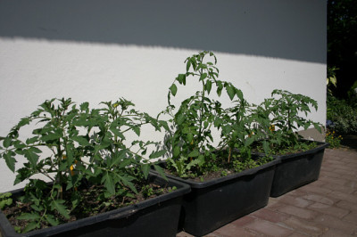 Tomaten1508.jpg