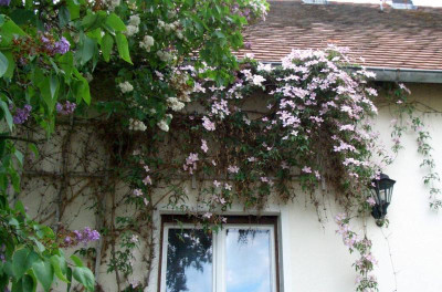 Clematis montana.jpg