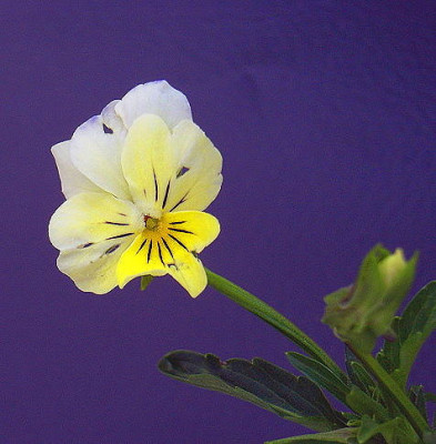 Viola_lutea.JPG