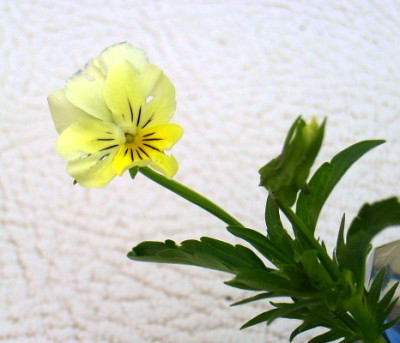 Viola_lutea_2.JPG