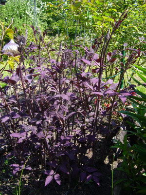 Clematis recta purpurea 2.JPG