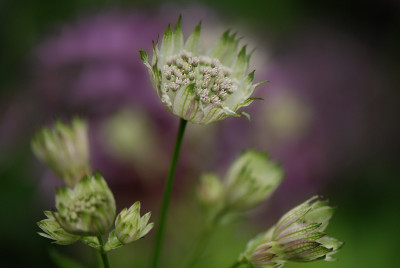 Astrantia-1-Jun0308.jpg