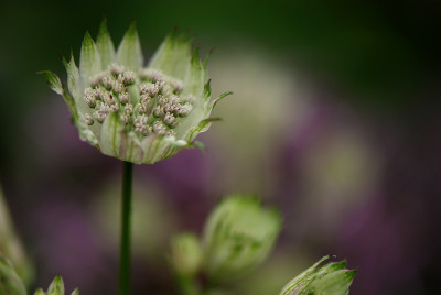 Astrantia-2-Jun0308.jpg