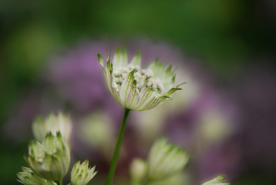 Astrantia-3-Jun0308.jpg