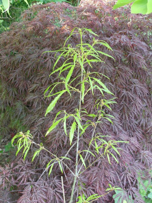 2023-05-17 Quercus petraea 'Laciniata Crispa'.jpg