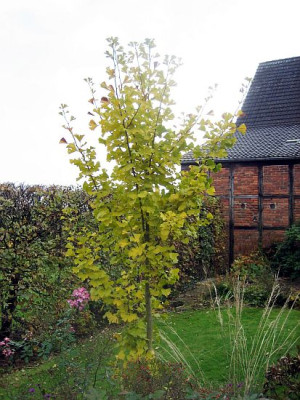 Ginkgo_79902.jpg