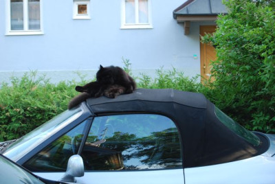 Schnauzi_Cabrio.jpg