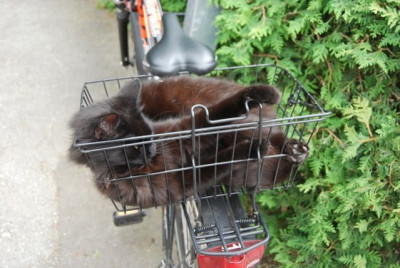 Schnauzi_Fahrradkorb_2.jpg