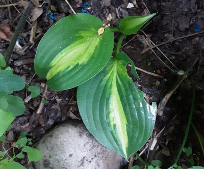 20230520_Hosta 1.jpg