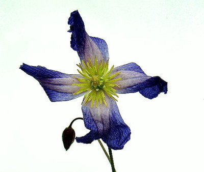 Clematis_wildform.JPG