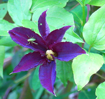 Clematis_hybr..JPG