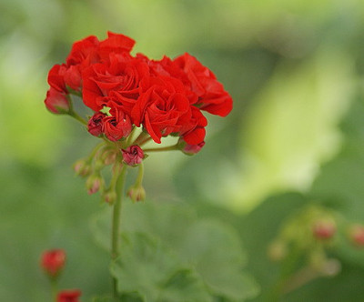 Geranium_2.jpg