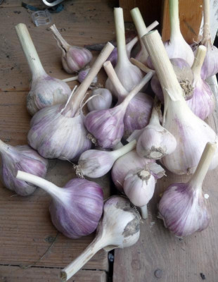 Knoblauch2.jpg