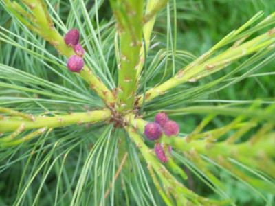 100_1314_Pinus_wallichiana_avec_fruits__640.jpg