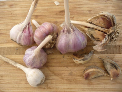 Knoblauch.jpg