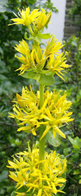 Gentiana-lutea-170608.jpg