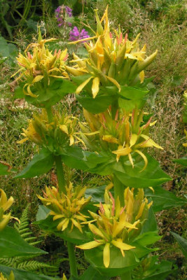 Gentiana_lutea_043.jpg