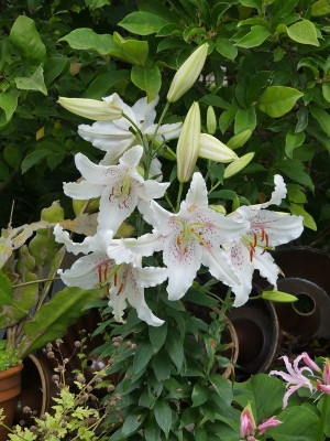 2023-08-03 Lilium 'Muscadet' 2.jpg