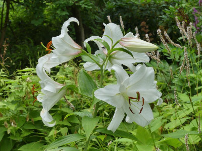 2023-08-06 Lilium 'Casablanca'.jpg