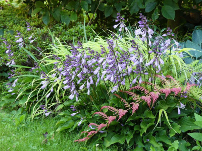 2023-08-11 Hosta 'Harry van Trier' 1.jpg