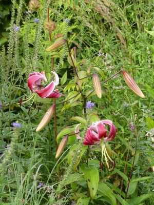 2023-08-12 Lilium 'Black Beauty'.jpg