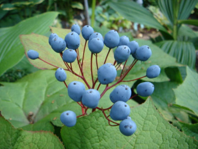 Diphylleia_sinensis_Fruchtstand.JPG