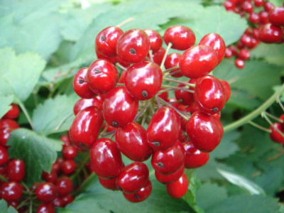 Actaea_pachypoda_Fruchtstand_1.JPG