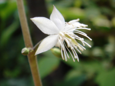 Beesia_calthifolia_Blute_2.JPG