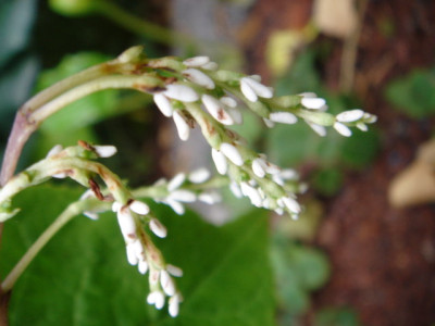 Chloranthus_oldhamii.JPG