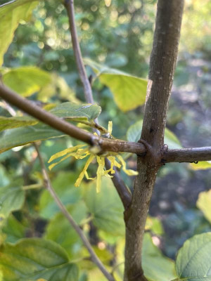 Hamamelis virginiana bloei 2023.jpg