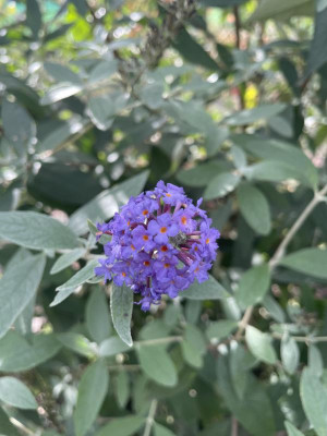 Buddleja Ellen's Blue herbst 2023.jpg