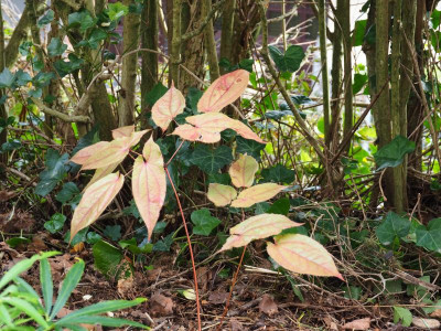 Epimedium Brimstone Butterfly PB040004.JPG