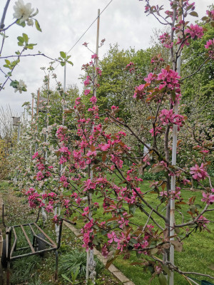 Apfel Vollblüte 20230425.jpeg