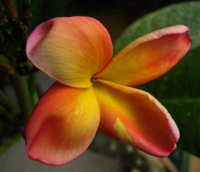 Plumeria_13.07.08.jpg