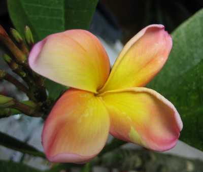 Plumeria_14.07.08.jpg