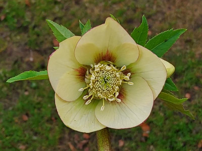 Helleborus Sämling 1 2024-2.jpg