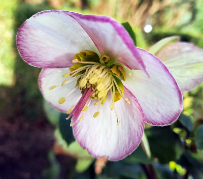 Helleborus glandorfensis Picotee.jpg