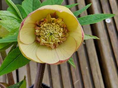 Helleborus Sämling 1 2024-3.jpg