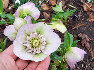 Helleborus Green Queen ....jpg