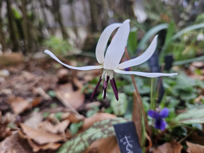 Erythronium dens-canis 20240216_160504.jpg