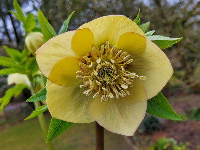 Helleborus Sämling 1 2024-4.jpg