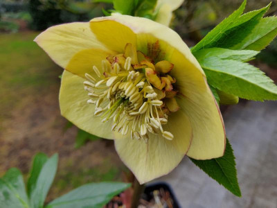 Helleborus Sämling 1 2024-3.jpg